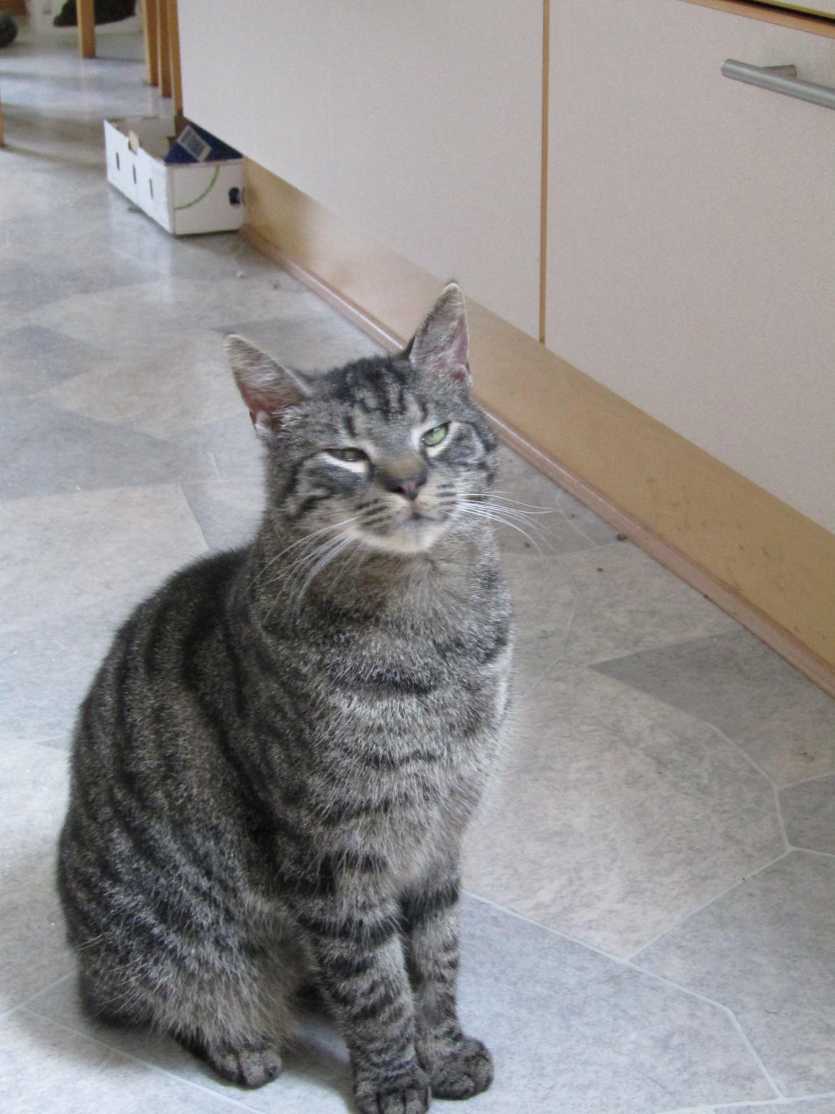 Blanding af racer Sam billede 41