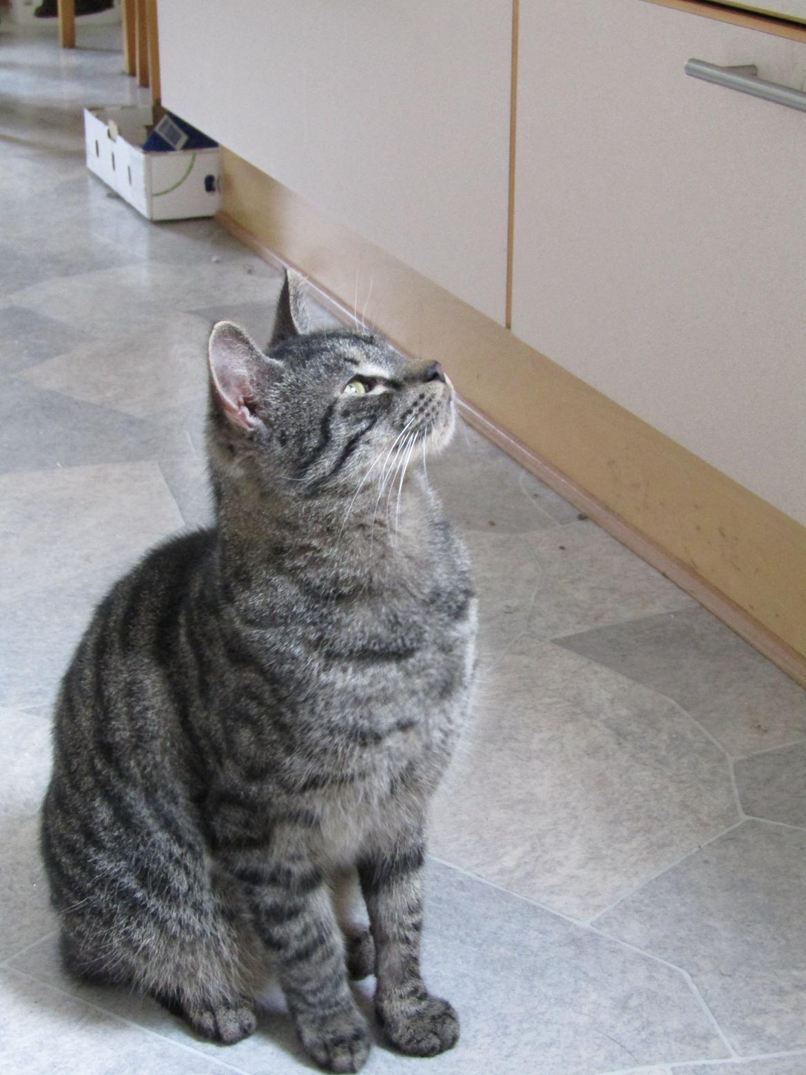 Blanding af racer Sam billede 42