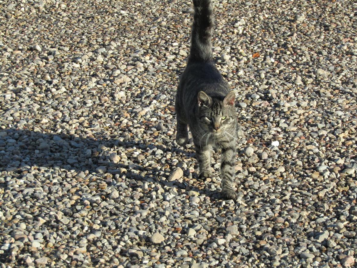 Blanding af racer Sam billede 43