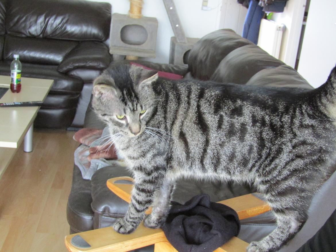 Blanding af racer Sam billede 44