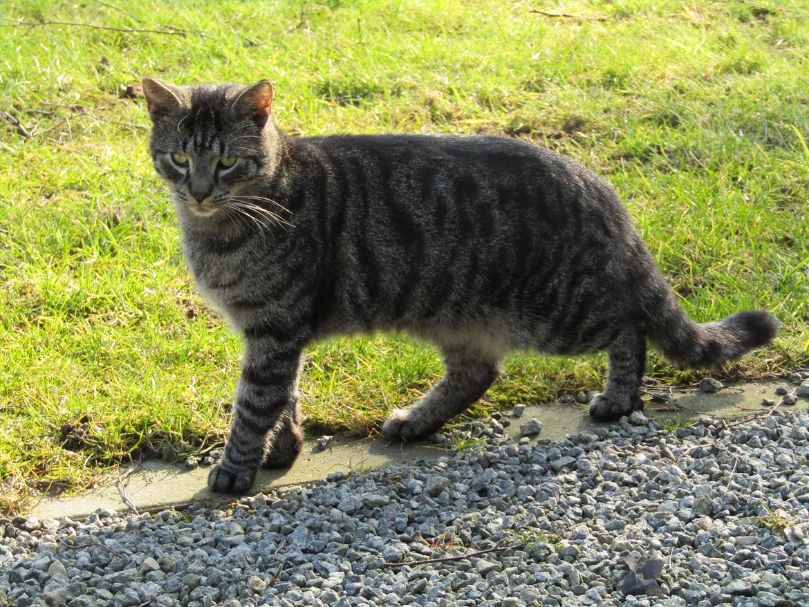 Blanding af racer Sam billede 1