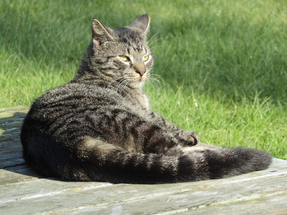 Blanding af racer Sam billede 45