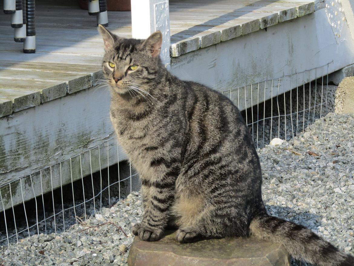 Blanding af racer Sam billede 46