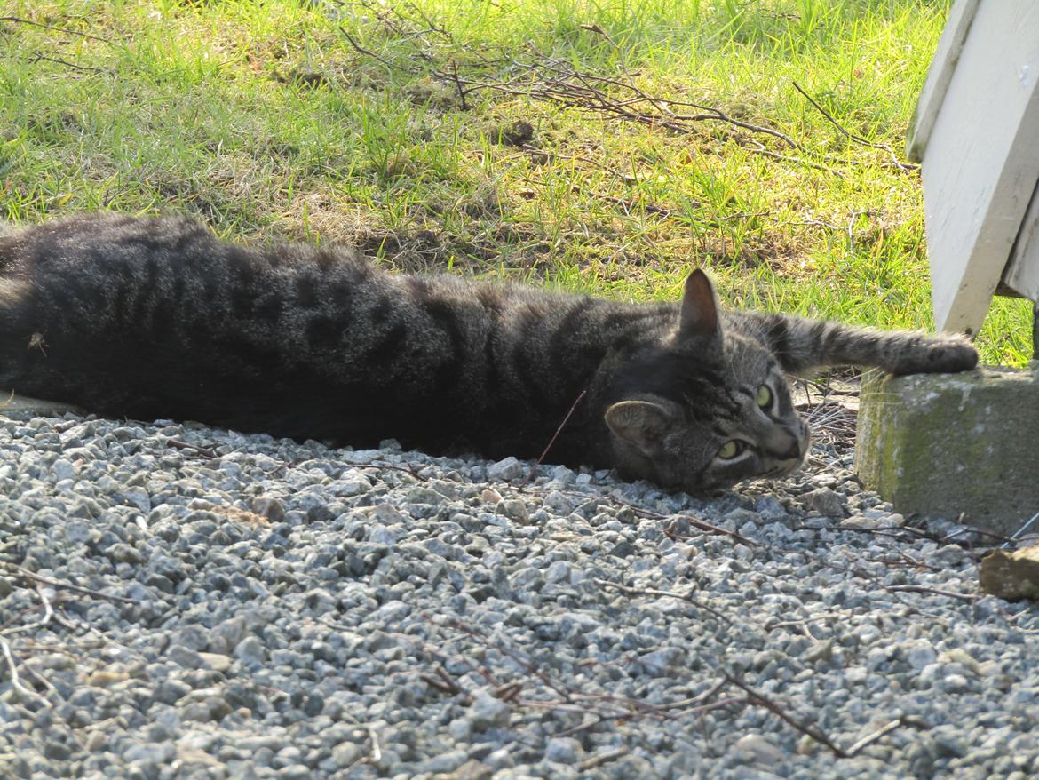 Blanding af racer Sam billede 47