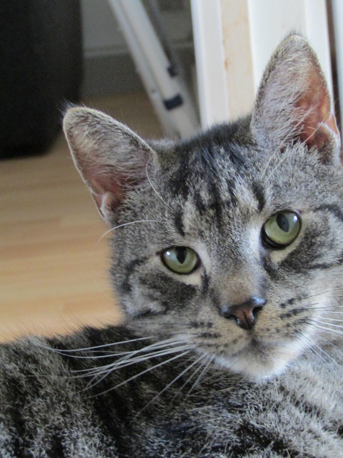 Blanding af racer Sam billede 2