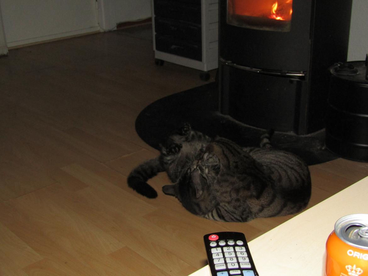 Blanding af racer Felix billede 39