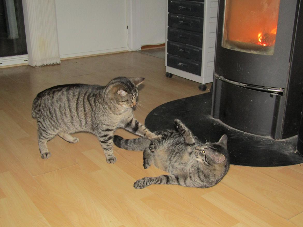 Blanding af racer Felix billede 41