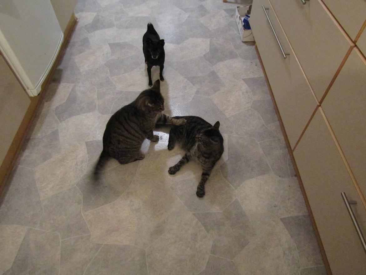 Blanding af racer Sam billede 48