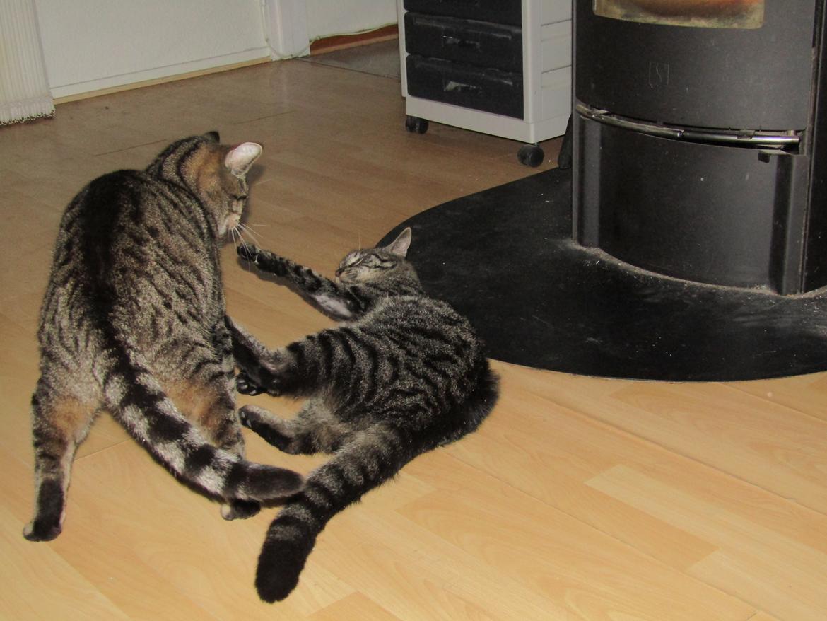 Blanding af racer Sam billede 50