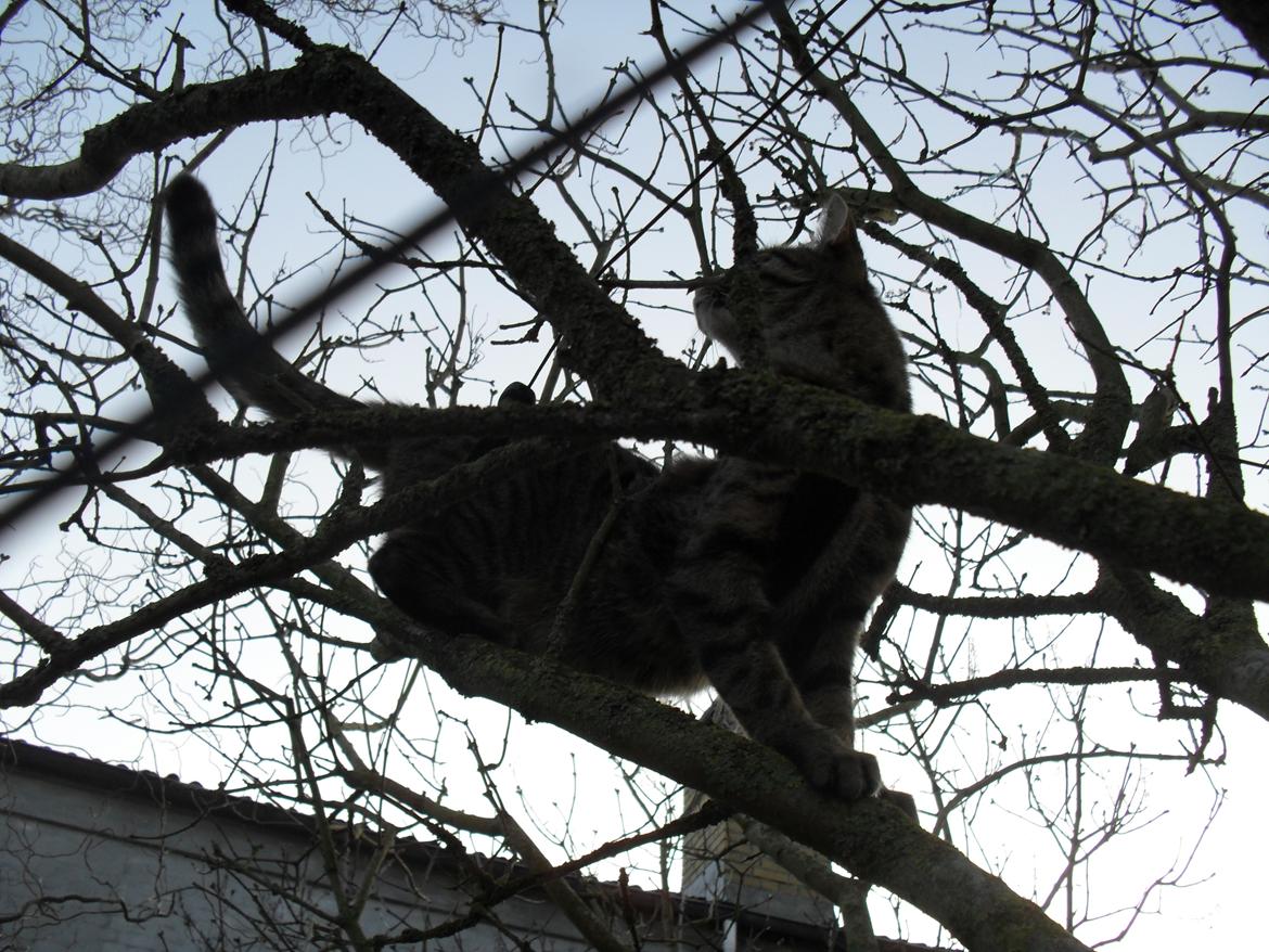 Huskat Nala - Hun elsker bare at klatre billede 16