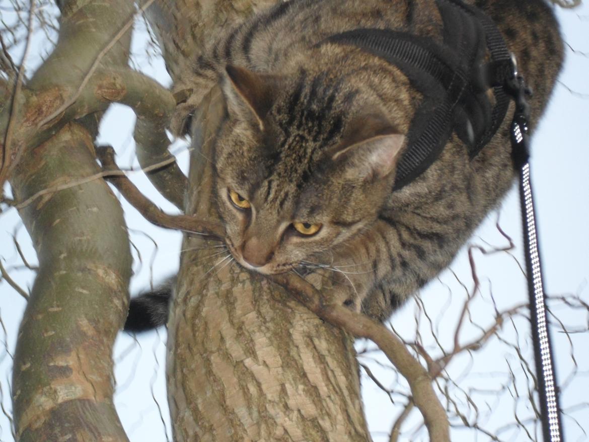 Huskat Nala billede 42