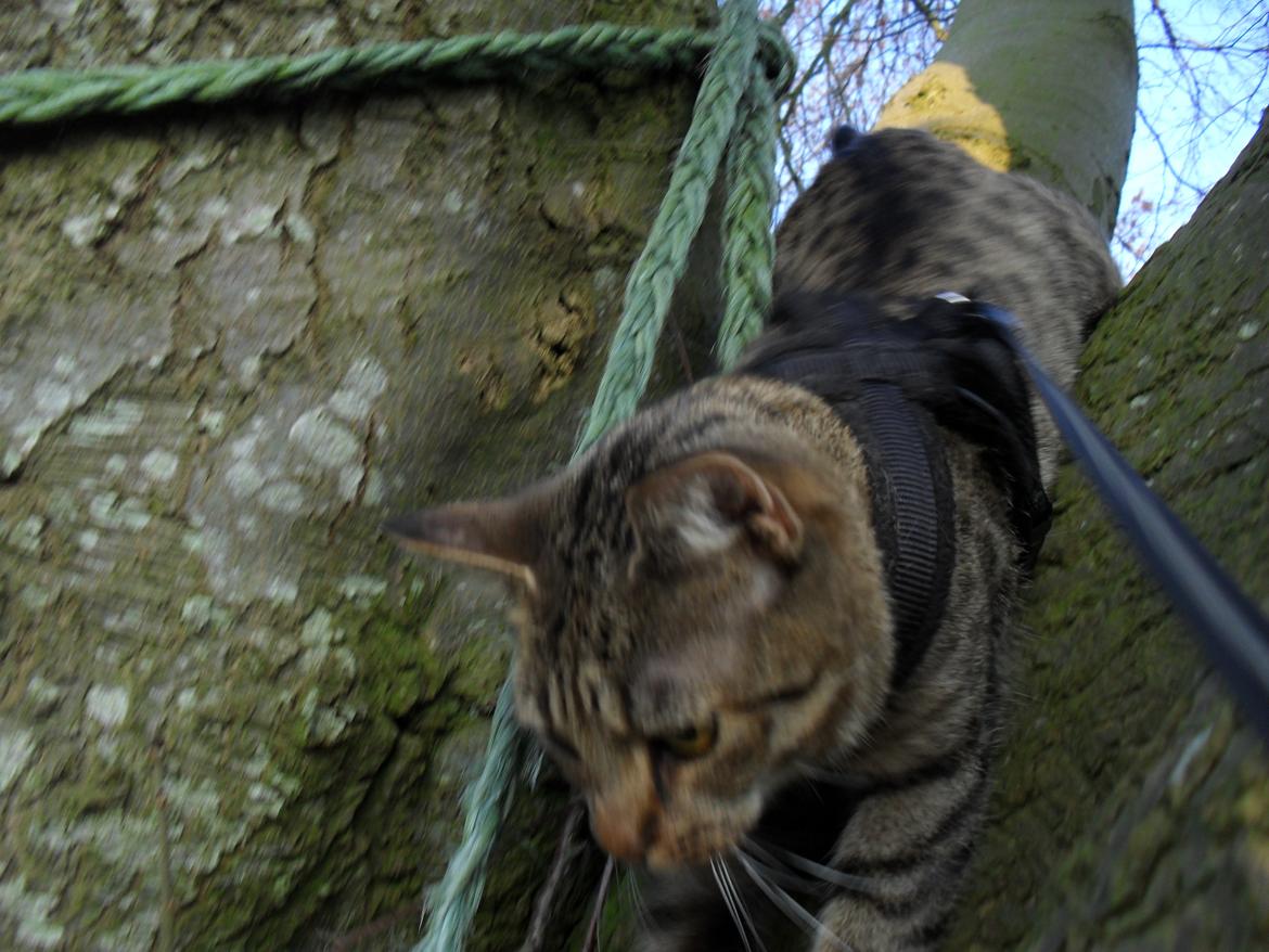 Huskat Nala billede 20