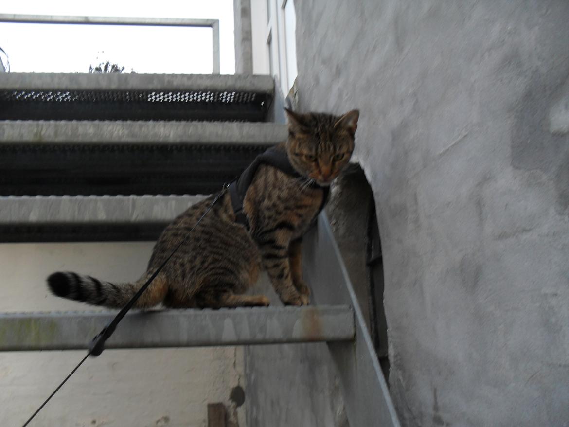 Huskat Nala - Hun er så nem at have med udenfor billede 21