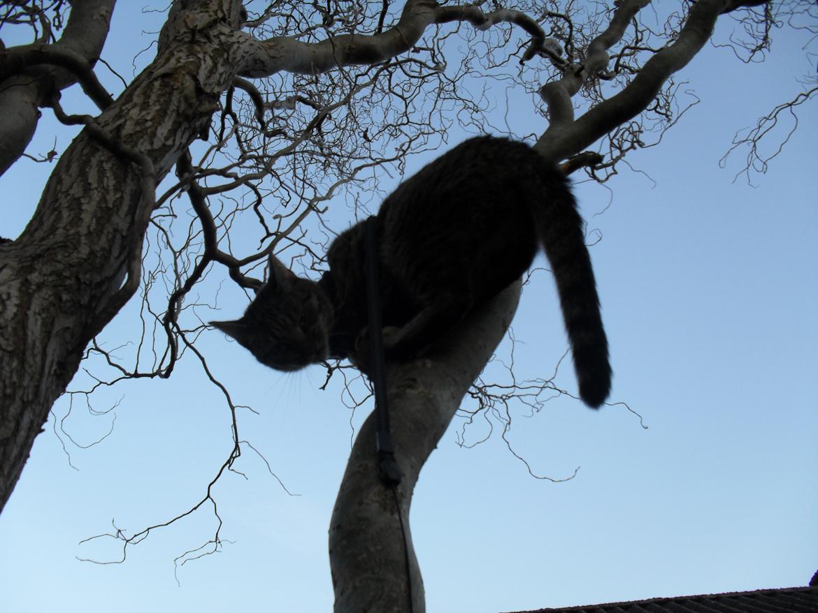 Huskat Nala billede 18