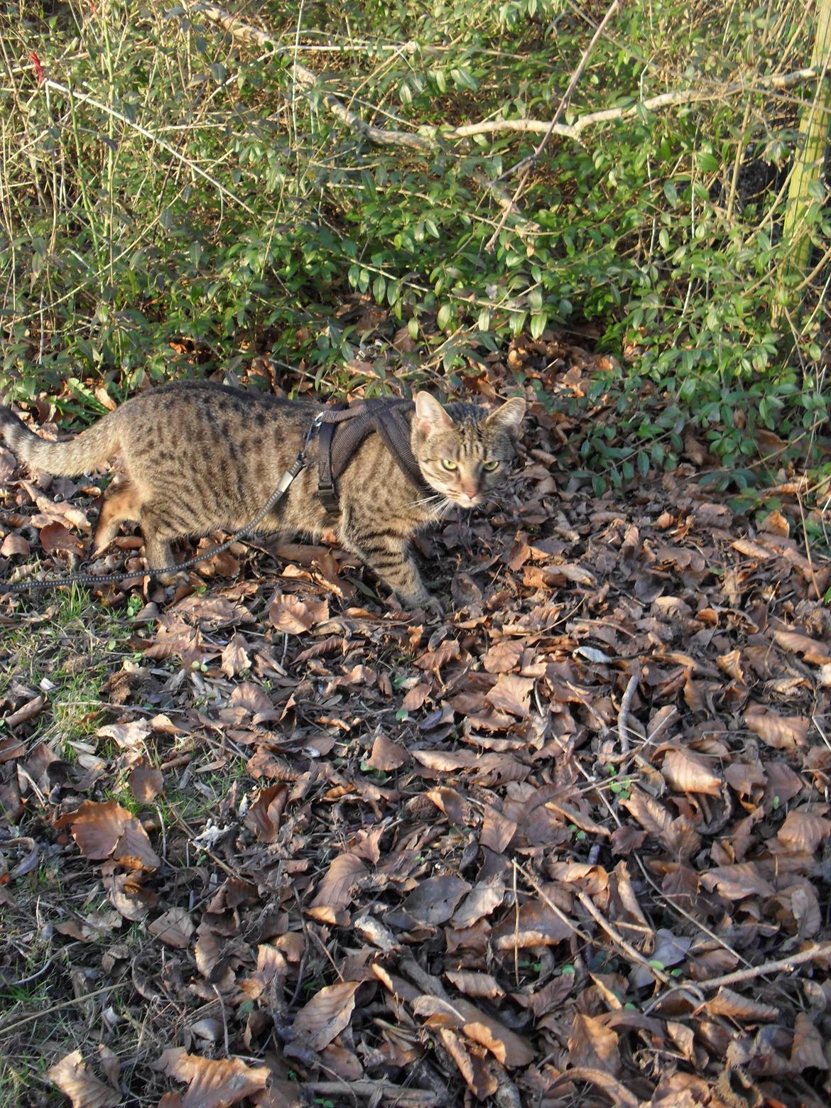 Huskat Nala billede 17