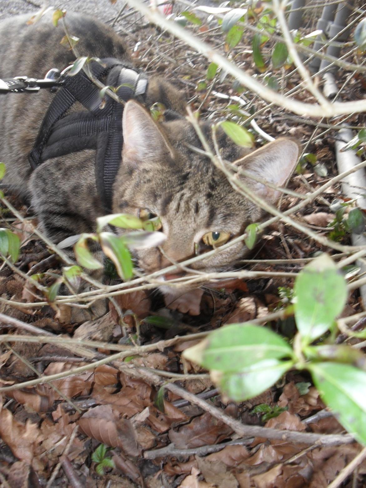 Huskat Nala - En dejlig forårsdag :-) billede 14