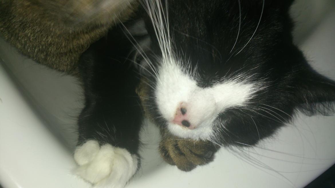 Huskat Mia EFTERLYSNING  billede 25