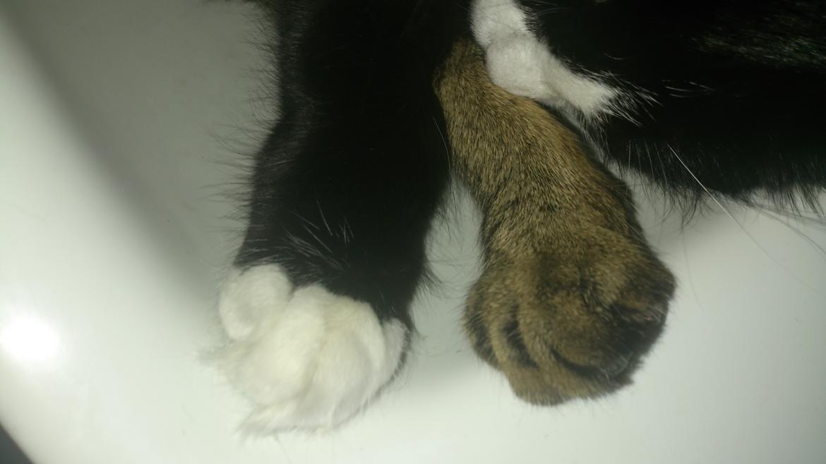 Huskat Mia EFTERLYSNING  billede 26