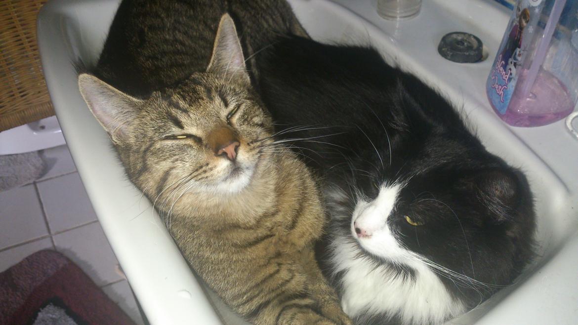 Huskat Mia EFTERLYSNING  billede 27