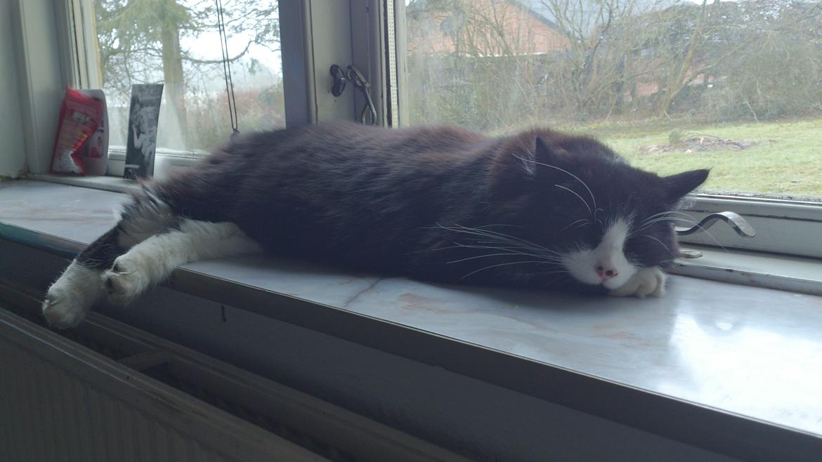 Huskat Mia EFTERLYSNING  billede 28