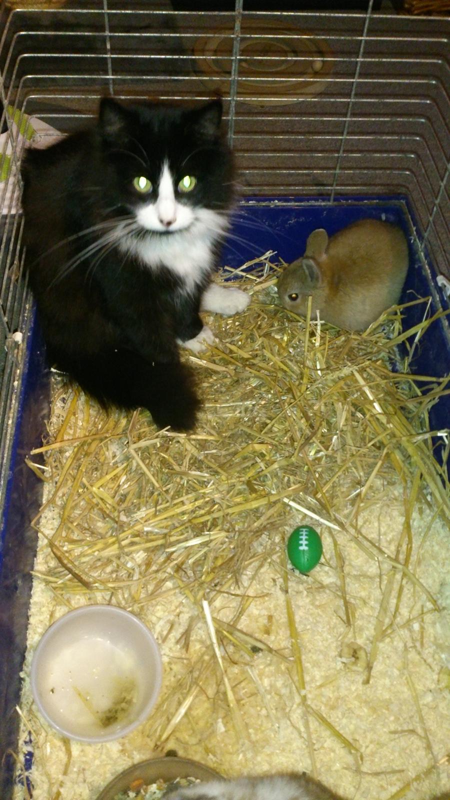 Huskat Mia EFTERLYSNING  billede 29