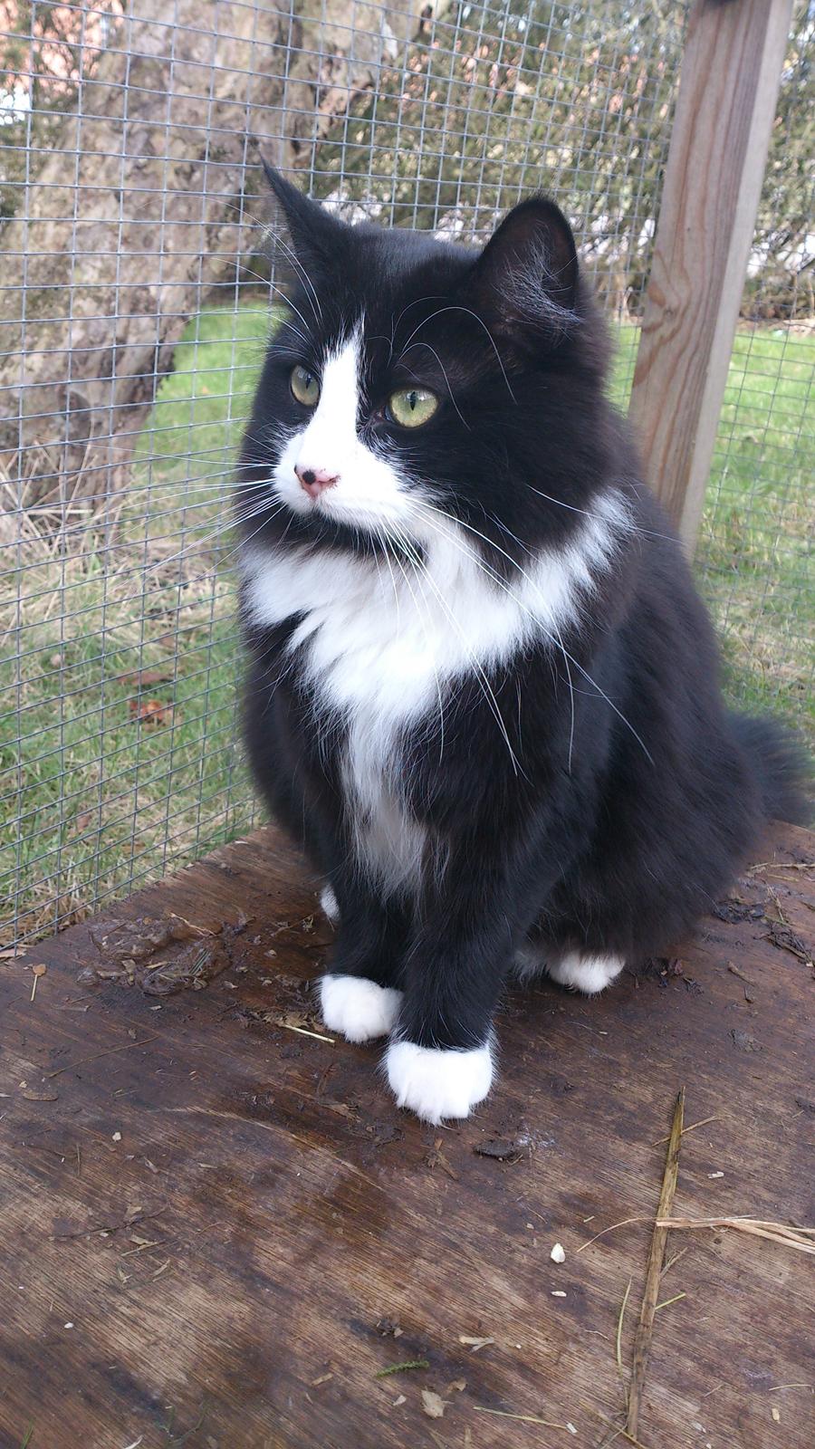 Huskat Mia EFTERLYSNING  billede 30