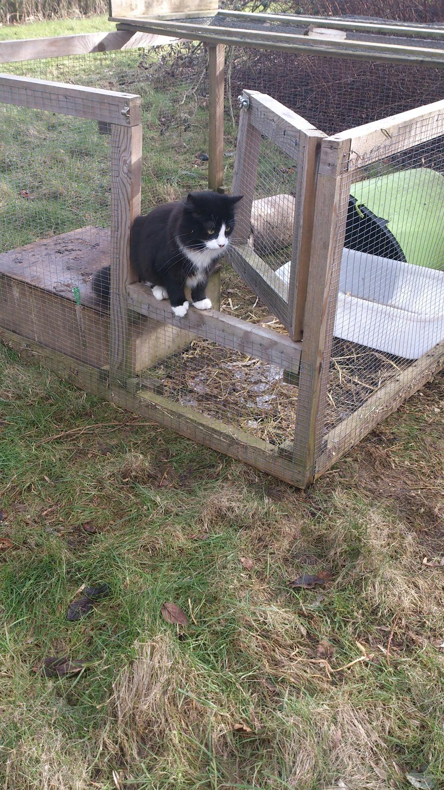 Huskat Mia EFTERLYSNING  billede 31