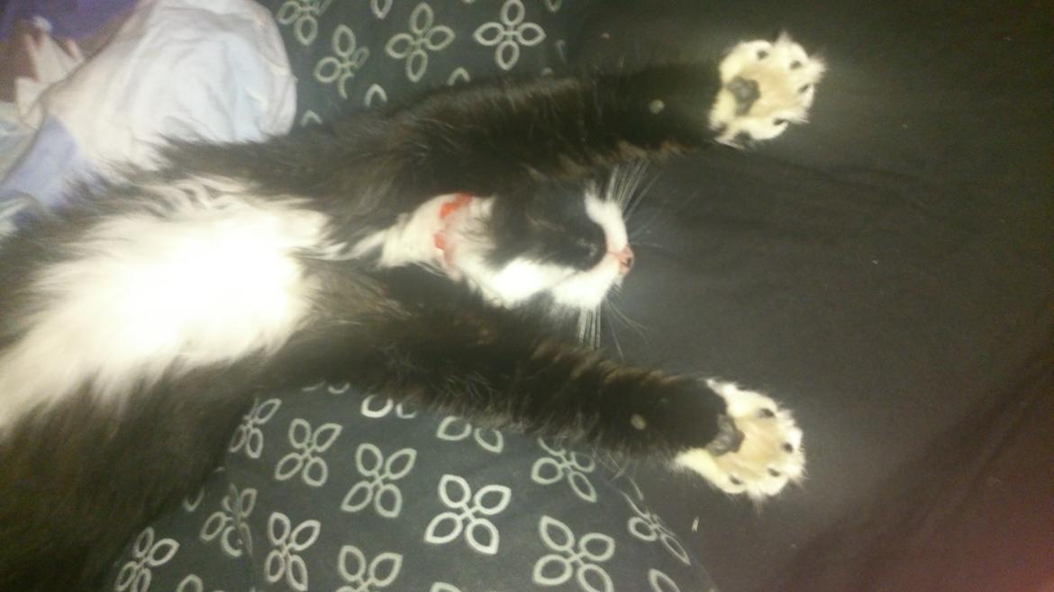 Huskat Mia EFTERLYSNING  billede 32