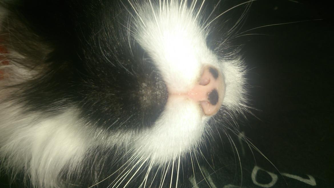 Huskat Mia EFTERLYSNING  billede 33