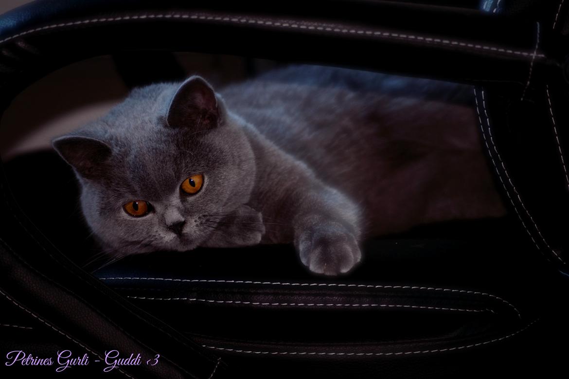 British Shorthair Guddi(Petrines Gurli) billede 11