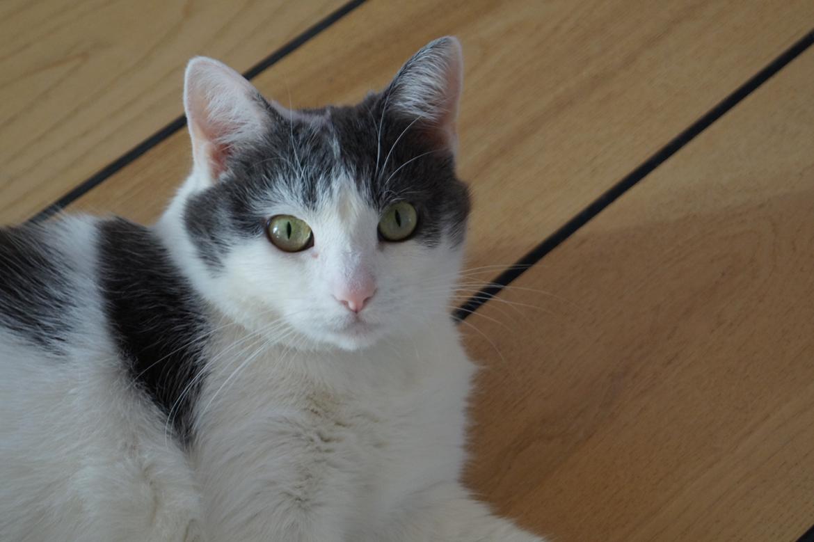 Huskat Musse billede 8