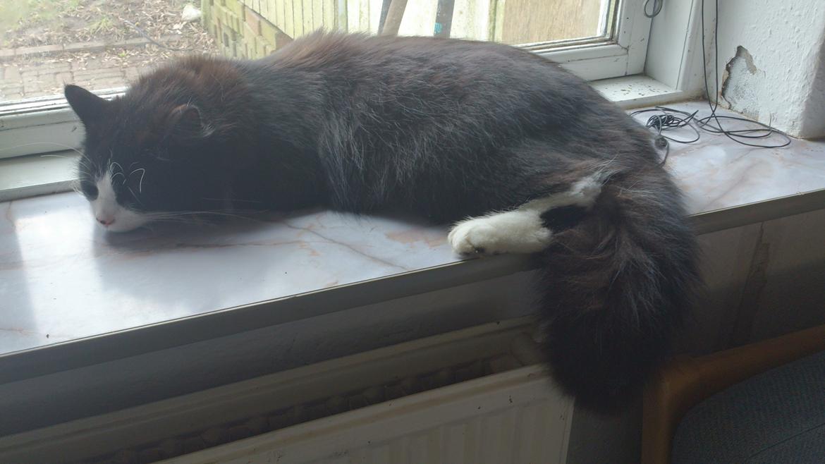 Huskat Mia EFTERLYSNING  billede 34