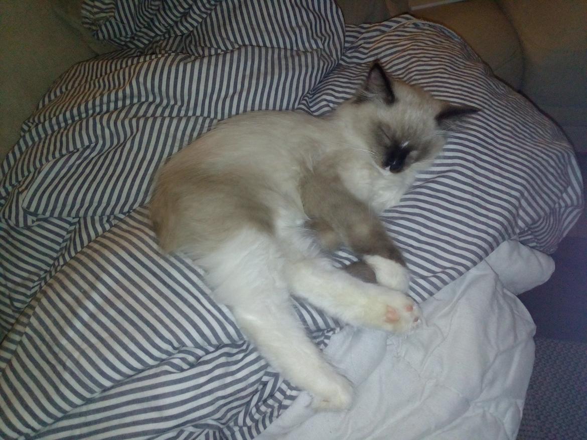 Ragdoll Teddy billede 5