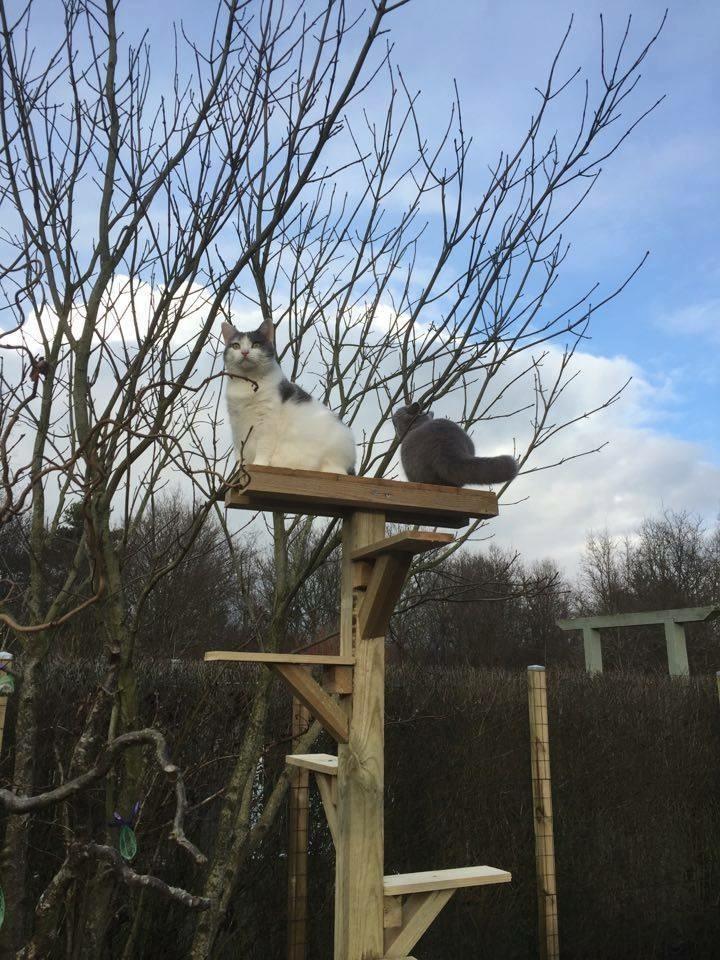 Huskat Musse billede 24