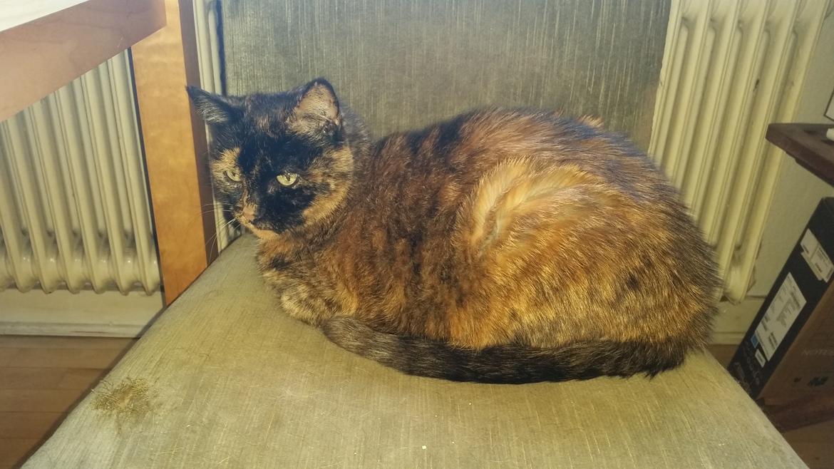 Huskat Frida billede 1