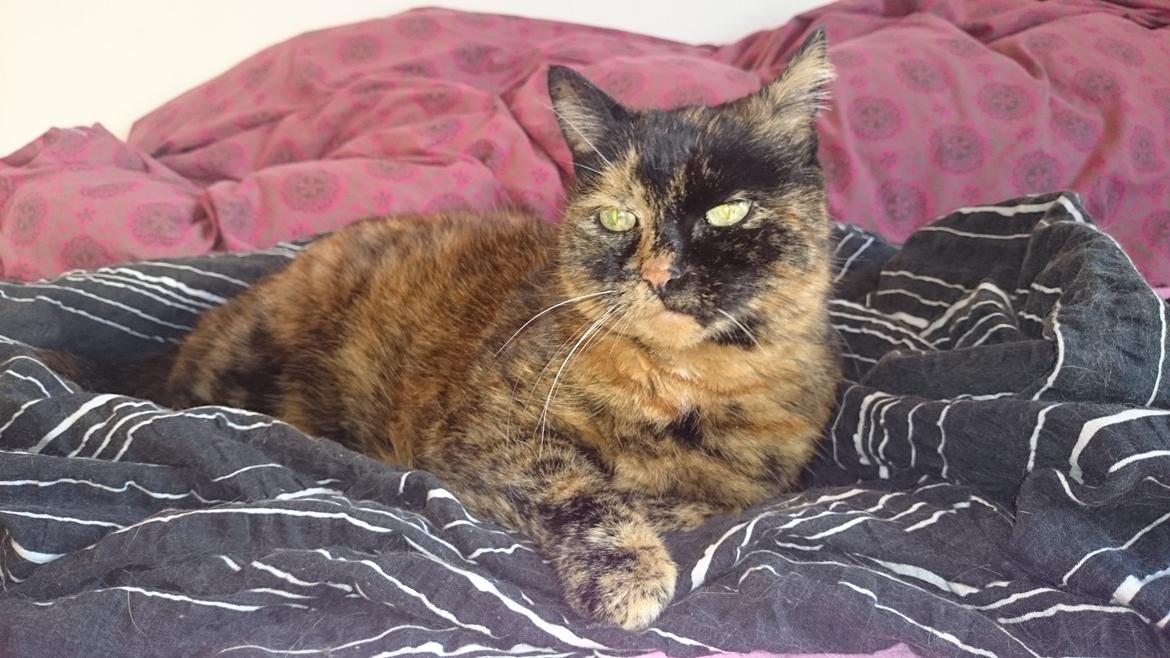 Huskat Frida billede 3