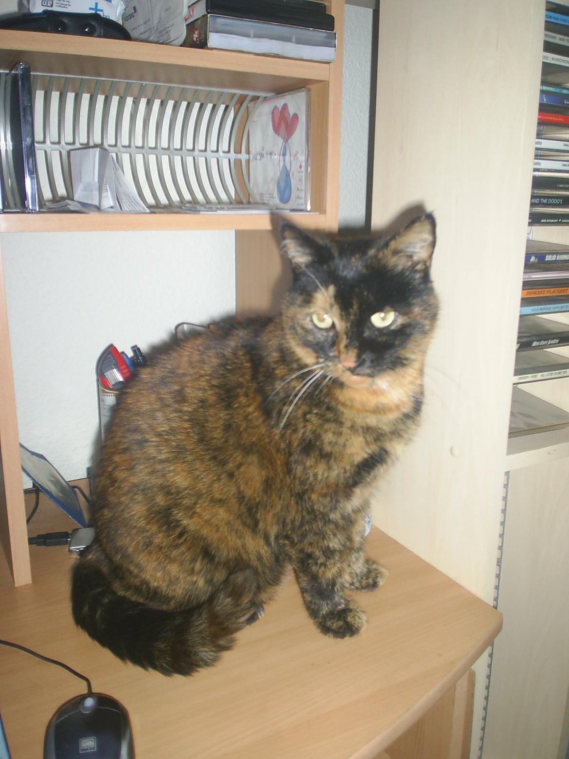 Huskat Frida billede 4