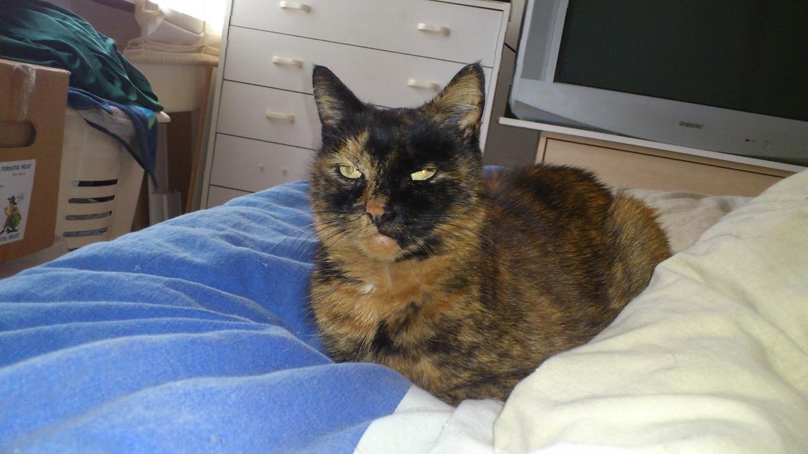 Huskat Frida billede 5