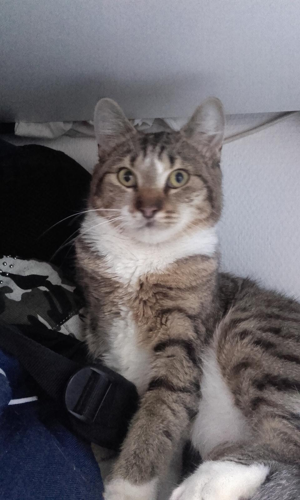 Huskat Daisy billede 2