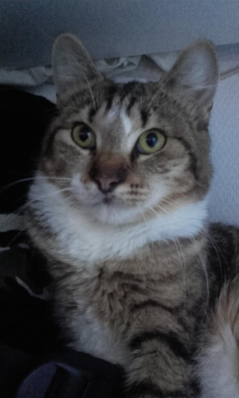 Huskat Daisy billede 3