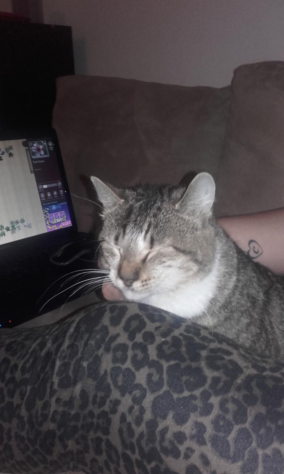 Huskat Daisy billede 4