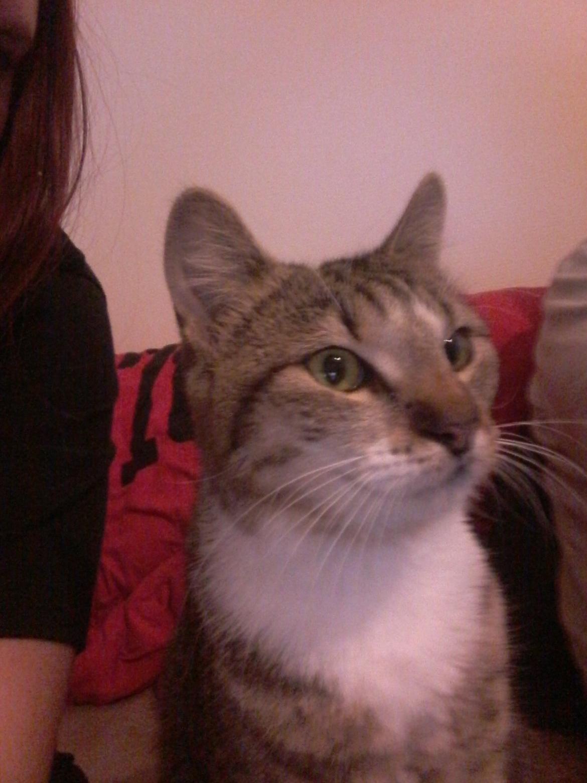 Huskat Daisy billede 5