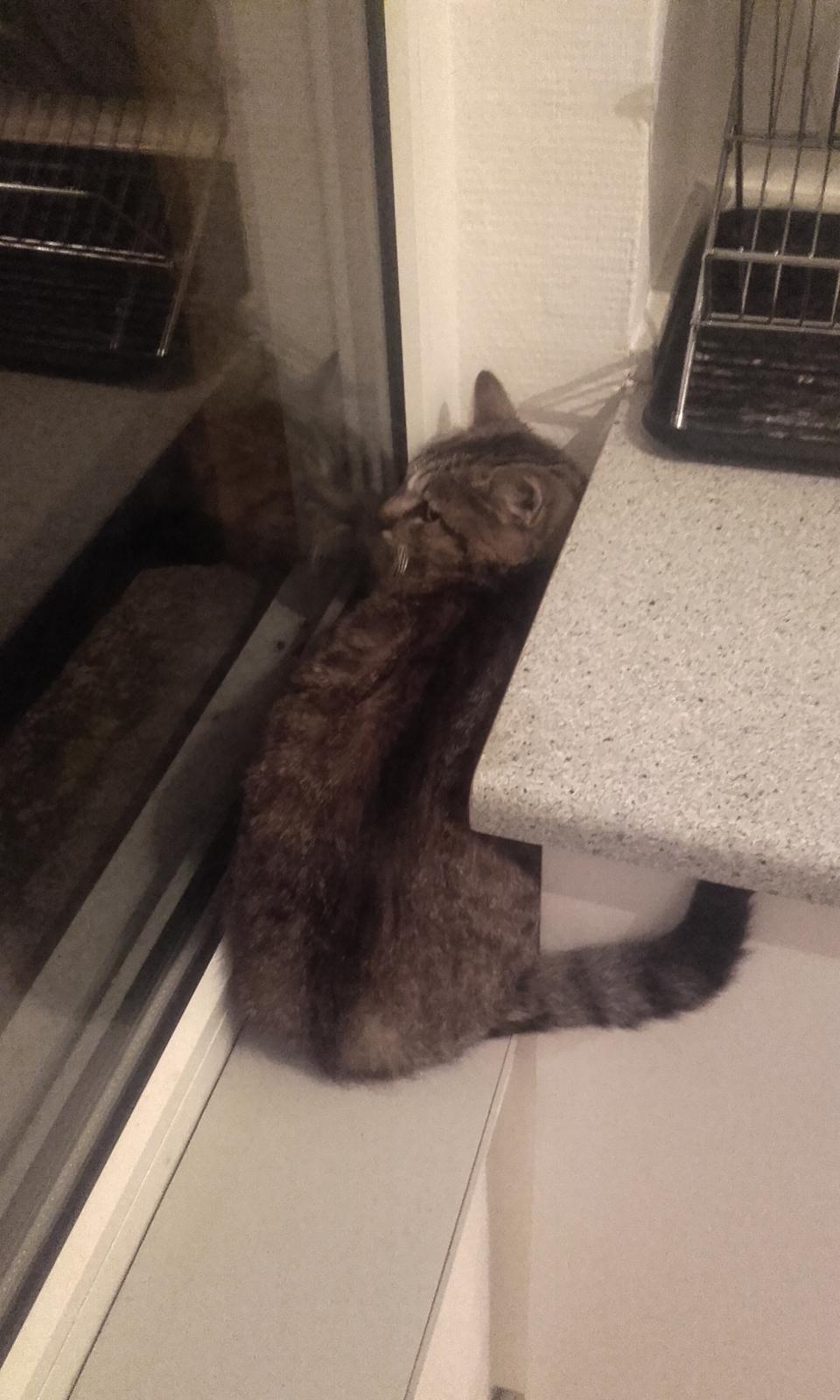 Huskat Daisy billede 6