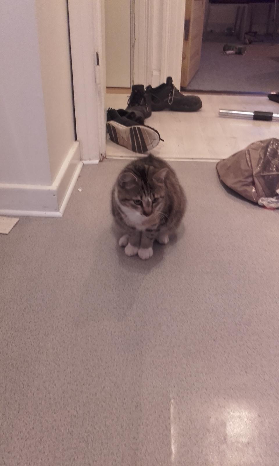 Huskat Daisy billede 7