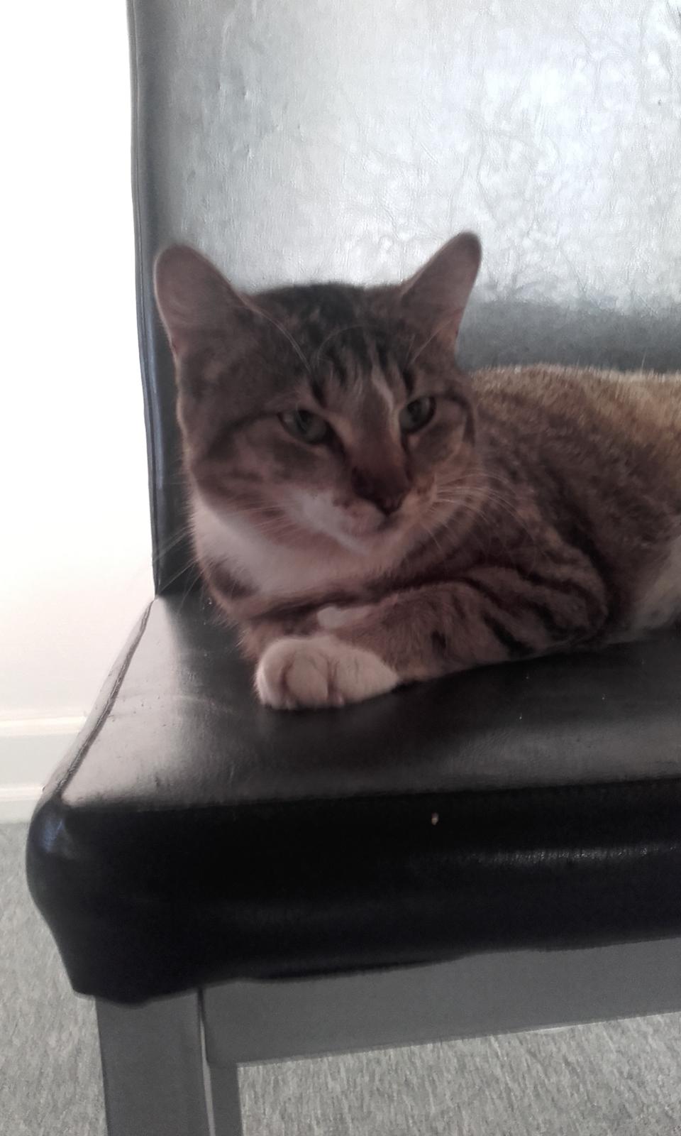 Huskat Daisy billede 8