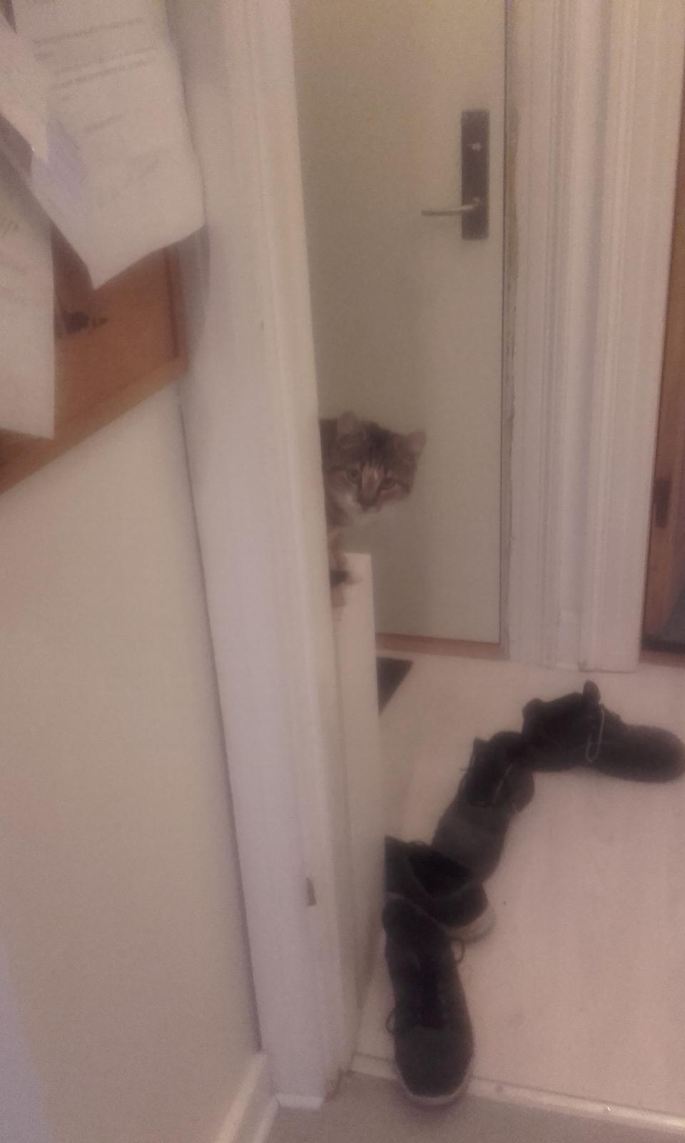 Huskat Daisy billede 9