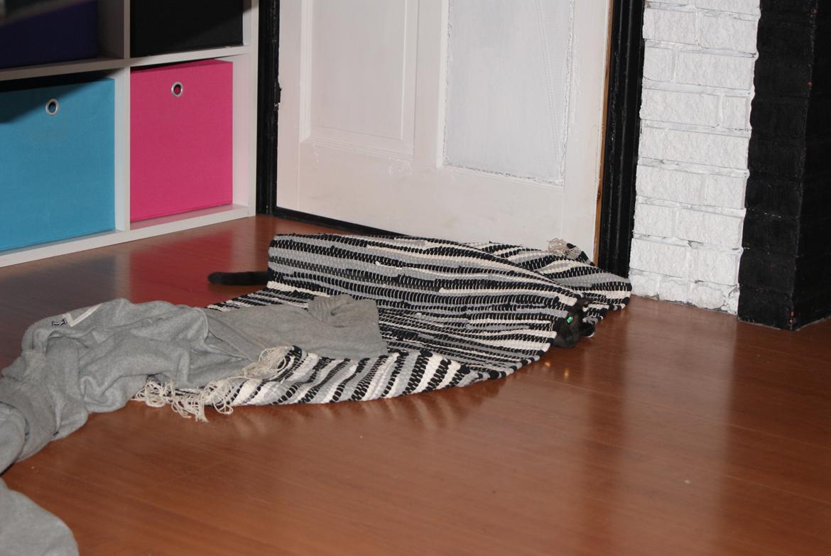 Huskat Bent Miau billede 19