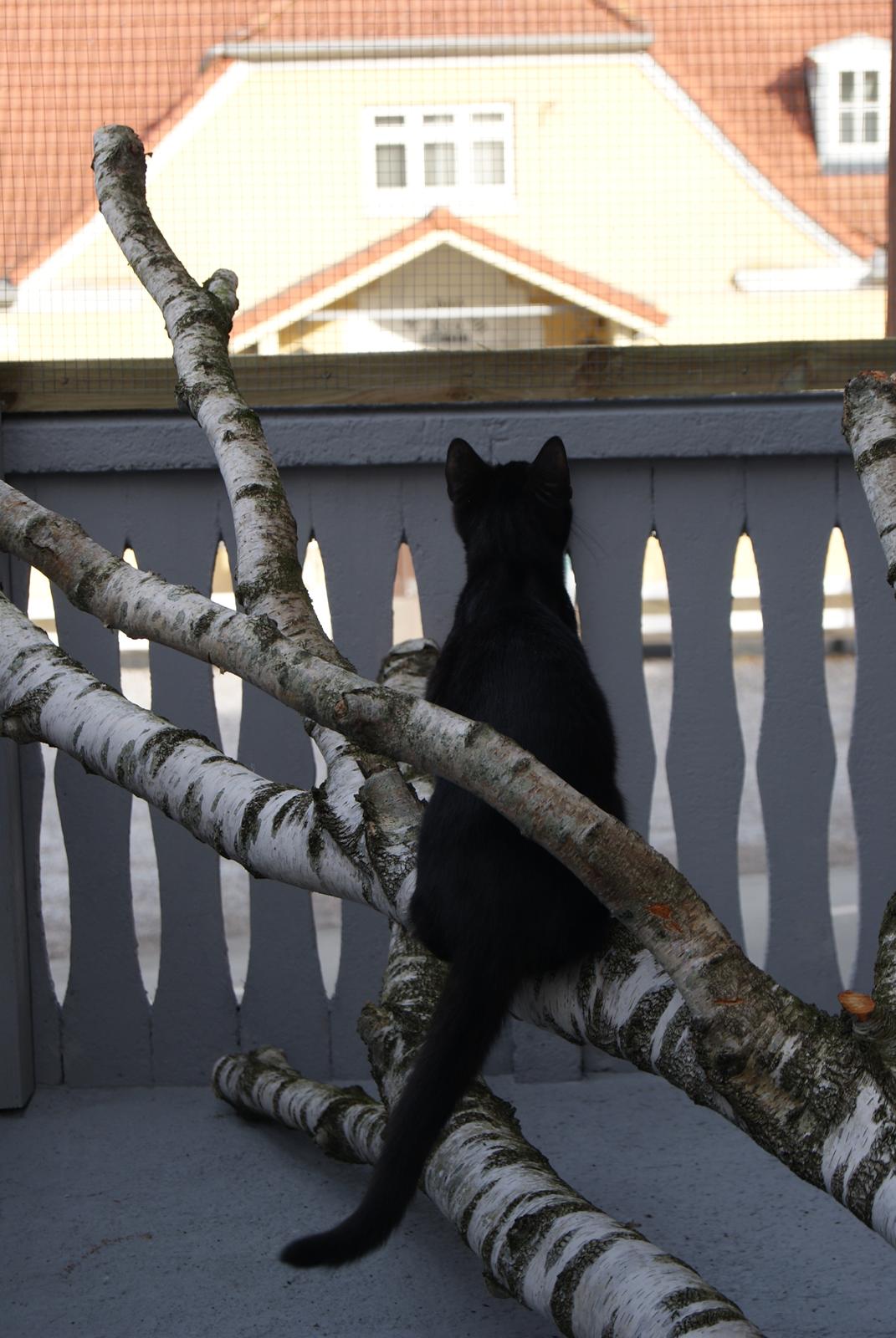 Huskat Bent Miau billede 13