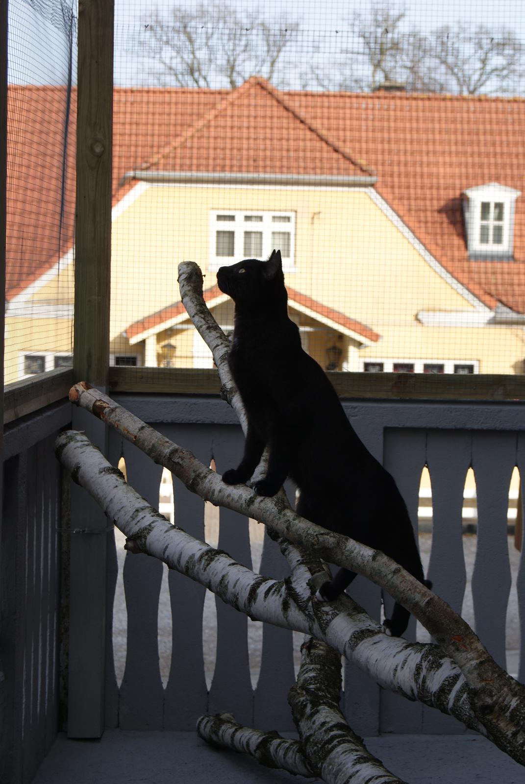 Huskat Bent Miau billede 12