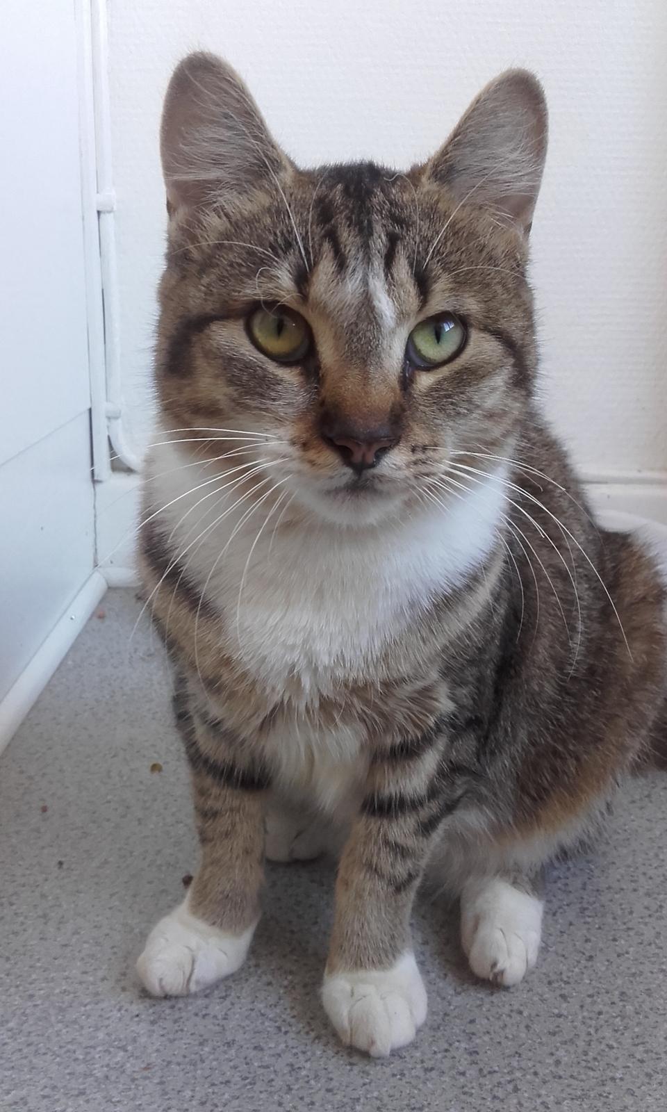 Huskat Daisy billede 1